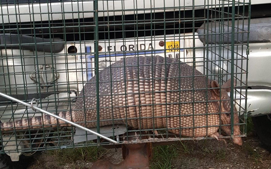Armadillo caught by Wilson's Animal Removal