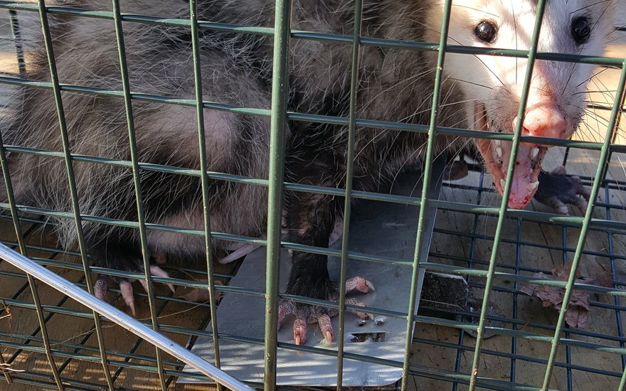 Opossum caught in a cage trap