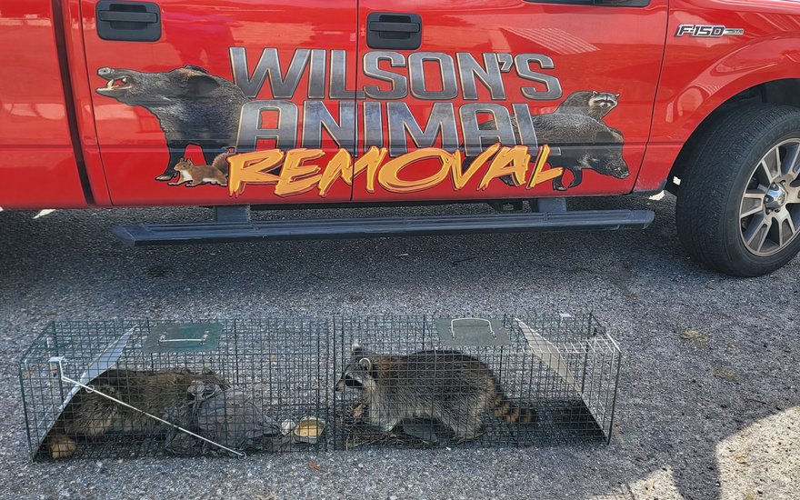 Two raccoons trapped by the Wilson's Animal Removal truck