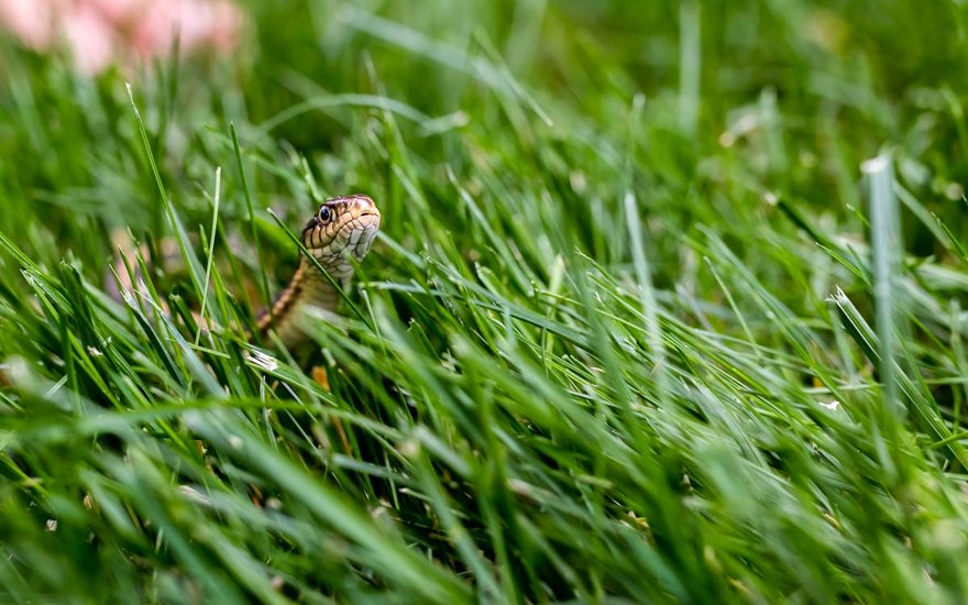 Snake in the grass, a common Florida yard nuisance