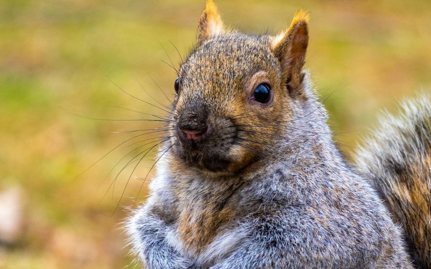 Eastern gray squirrel, a common Florida attic and roof nuisance